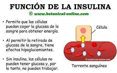 que es y para que sirve la insulina