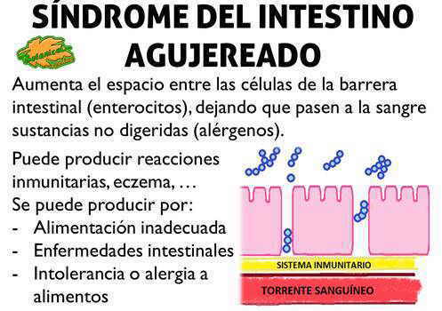 intestino sano