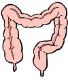 intestino