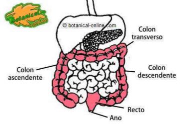 intestino, digestivo