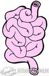 intestino delgado