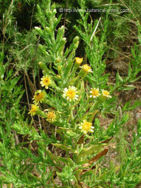 Inula viscosa