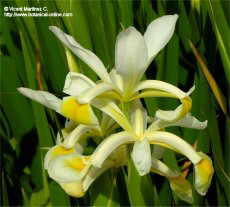 Iris orientalis