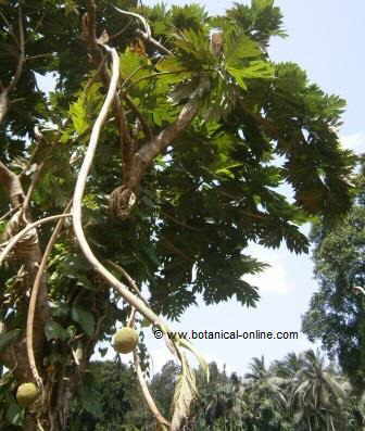 Jackfruit