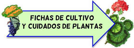 cultivo de plantas