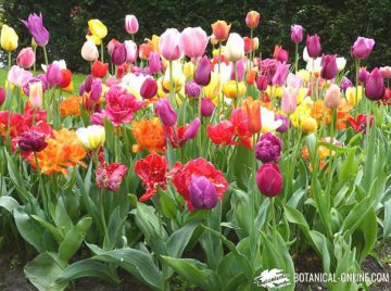 tipos tulipanes variedades en keukenhof 