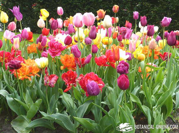 tipos tulipanes variedades en keukenhof 