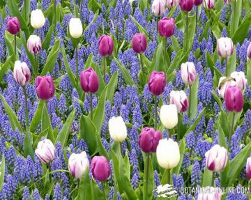 fotografia jardin keukenhof holanda tulipanes