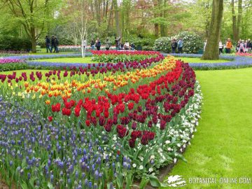 jardin de tulipanes y nazarenos