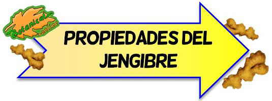 jengibre