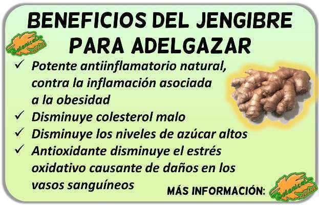 propiedades del jengibre para adelgazar