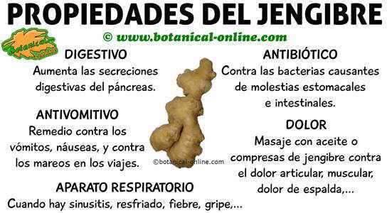 propiedades medicinales del jengibre y beneficios para la salud (zingiber officinale)