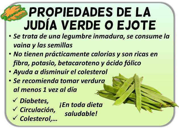 propiedades del nopal nopalito opuntia beneficios tuna