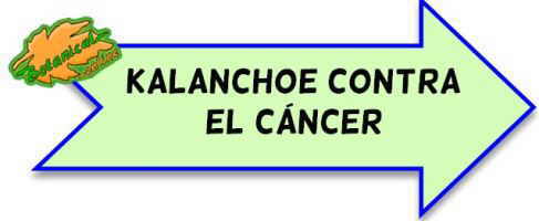 kalanchoe contra el cáncer