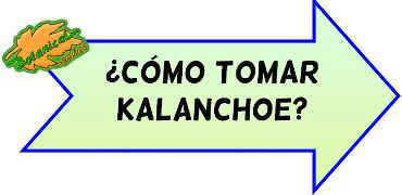 como tomar kalanchoe