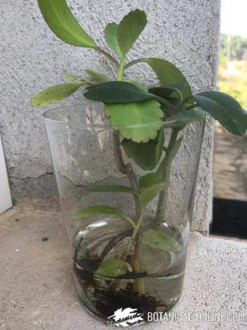 Kalanchoe pinnata