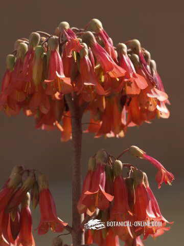 flores de kalanchoe daigremontiana
