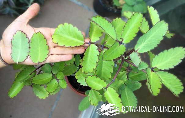 Kalanchoe pinnata Bryophyllum pinnatum