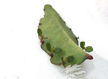 Kalanchoe pinnatum Bryophyllum pinnatum