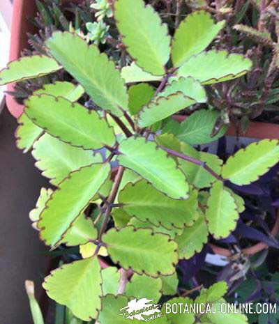 Kalanchoe pinnata Bryophyllum pinnatum