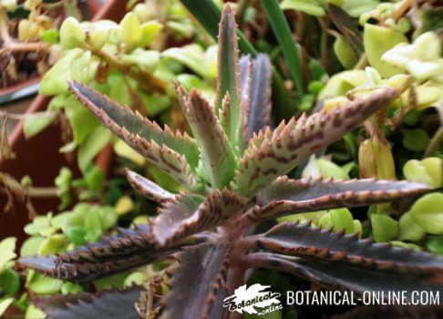 flores de kalanchoe daigremontiana