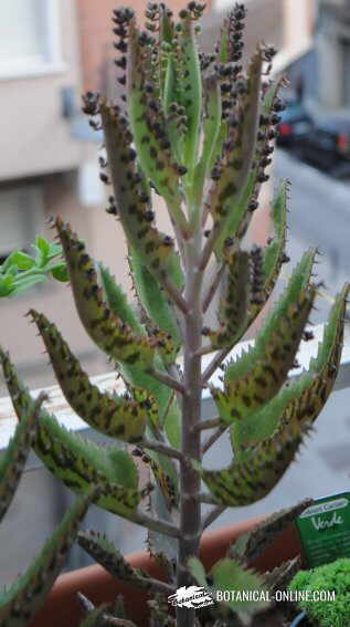 Kalanchoe daigremontiana