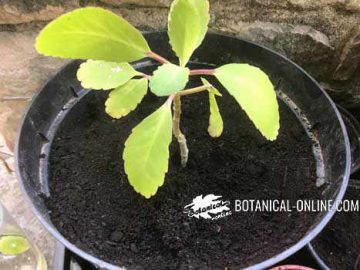 Kalanchoe pinnata