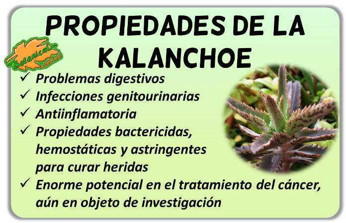 Propiedades medicinales de la planta kalanchoe