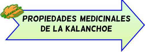 propiedades de la kalanchoe