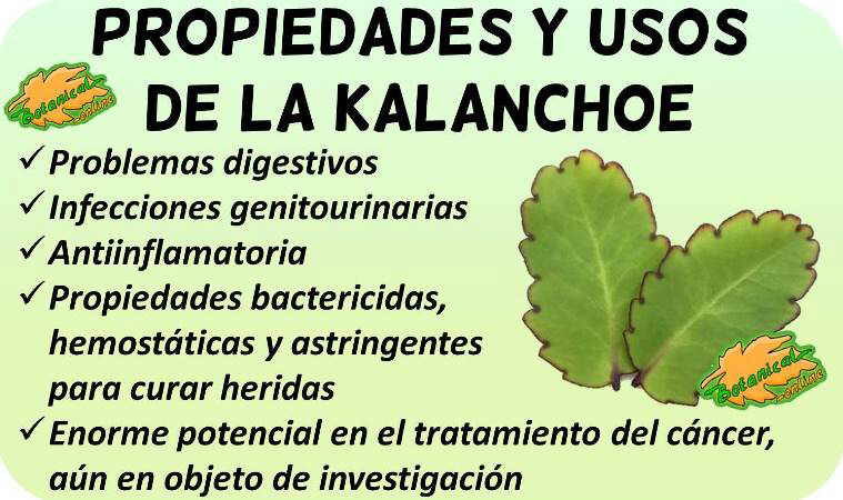 Propiedades medicinales de la planta kalanchoe pinnatum