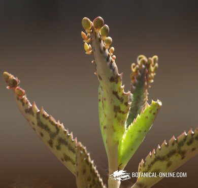 Kalanchoe daigremontiana 