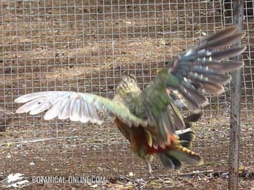 kea