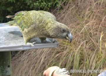 kea nueva zelanda