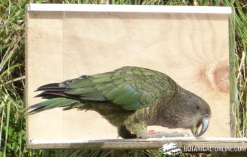 kea nueva zelanda