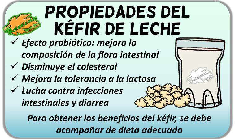 Propiedades medicinales y beneficios del kéfir de leche fermentada