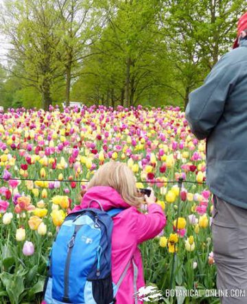 turistas en el jardin keukenhof de paises bajos