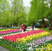 jardin keukenhof holanda tulipanes