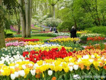 Jardín botánico de Keukenhof de Holanda – Botanical-online