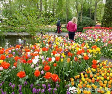 jardin keukenhof holanda tulipanes