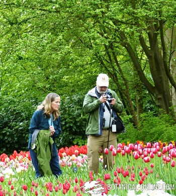 fotografia jardin keukenhof holanda tulipanes