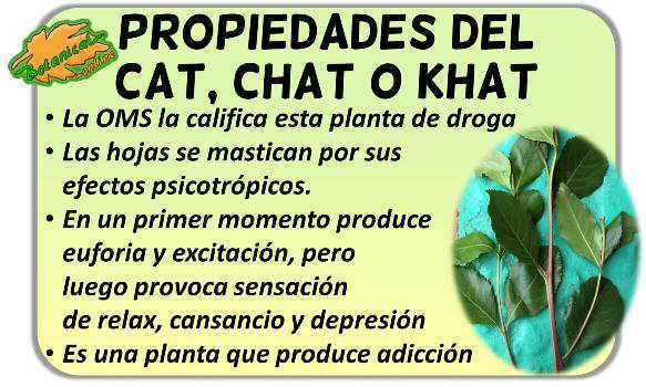 propiedades khat droga catha edulis