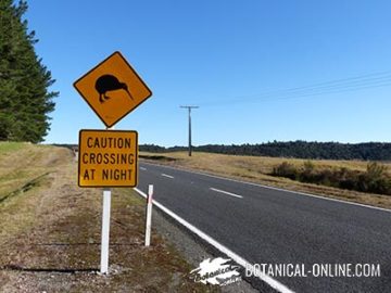 kiwi crossing