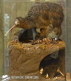 kiwi habitat