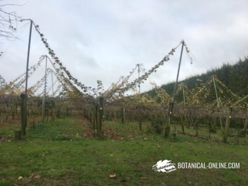 Estructura general de un campo de kiwis en Nueva Zelanda