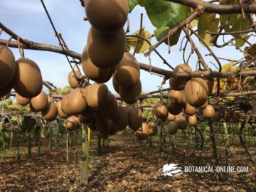 Kiwis colgando de las plantas