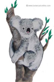 Dibujo de koala