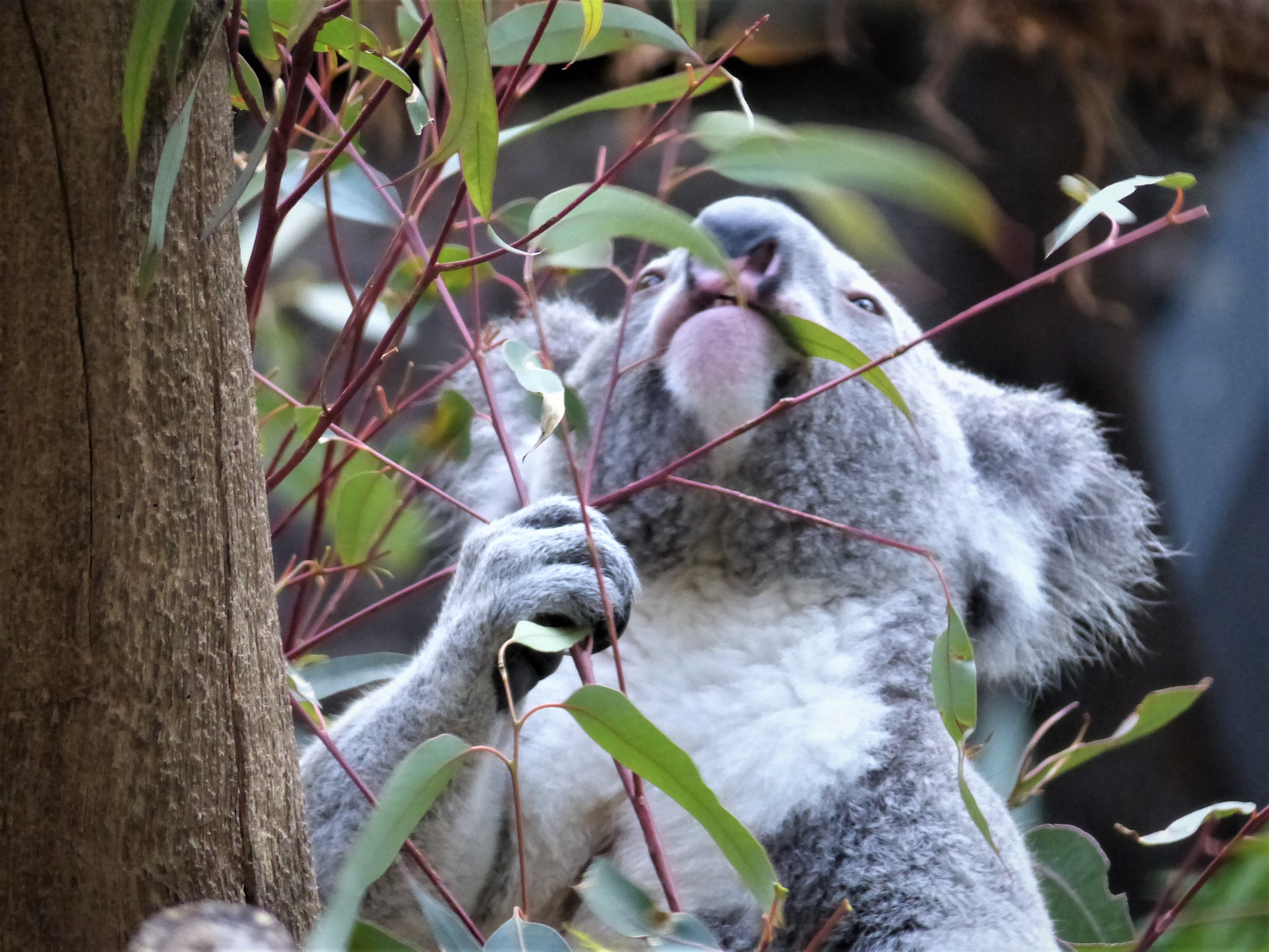 koala