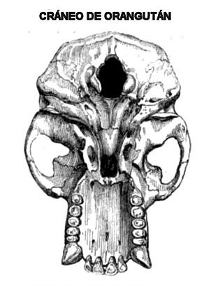 kraino-oranwutam