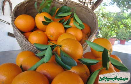 naranjas en el capazo