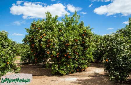 naranjas en el capazo